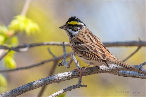 Yellow-browed Bunting, photo 2 of 10