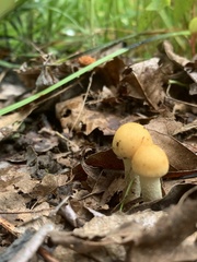Vibrissea truncorum