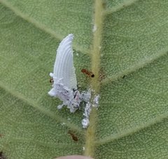 Crypticerya genistae