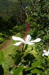 Hibiscus arnottianus