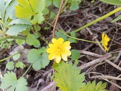 Ficaria verna