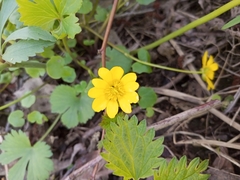 Ficaria verna