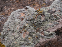 Lecanora argopholis