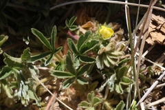 Potentilla wheeleri