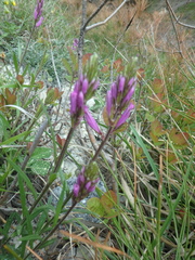 Polygala major
