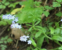 Myosotis