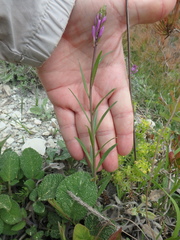 Polygala major