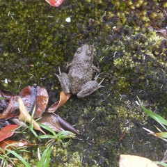 Glandirana rugosa