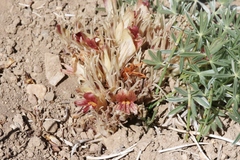 Aphyllon californicum feudgei