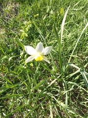 Narcissus