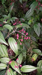 Miconia cornoides
