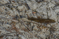 Argia emma