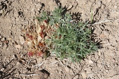 Aphyllon californicum feudgei