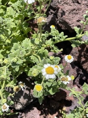 Perityle socorrosensis