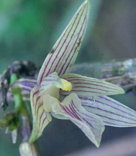 Helleriella