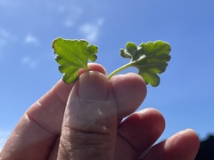 Perityle socorrosensis