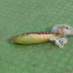 Cydalima perspectalis