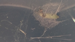 Cydalima perspectalis