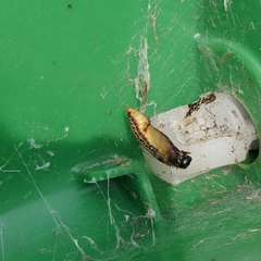 Cydalima perspectalis