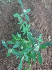 Spermacoce dasycephala