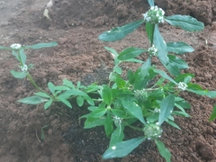 Spermacoce dasycephala