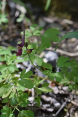 Corydalis caucasica
