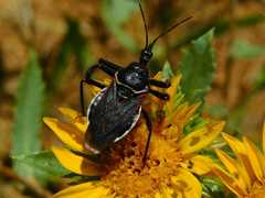 Apiomerus californicus