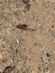 Blattodea