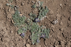 Lupinus breweri grandiflorus