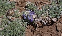 Lupinus breweri grandiflorus