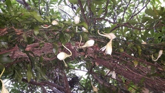 Epiphyllum oxypetalum