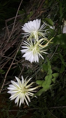 Epiphyllum oxypetalum