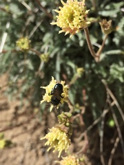 Chaenactis santolinoides