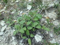 Salvia ringens
