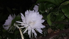Epiphyllum oxypetalum