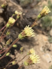 Chaenactis santolinoides