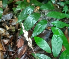 Wullschlaegelia calcarata