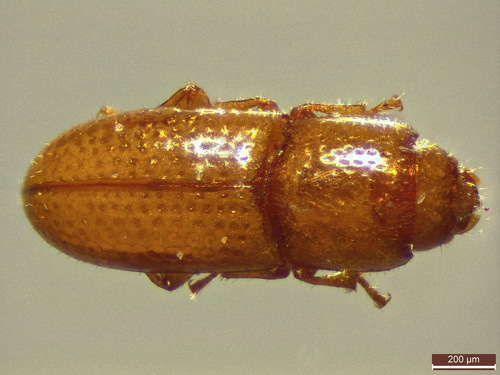 Anommatus diecki
