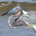 Northern Tricolored Heron - Photo (c) JeffreyGammon, some rights reserved (CC BY-NC), uploaded by JeffreyGammon