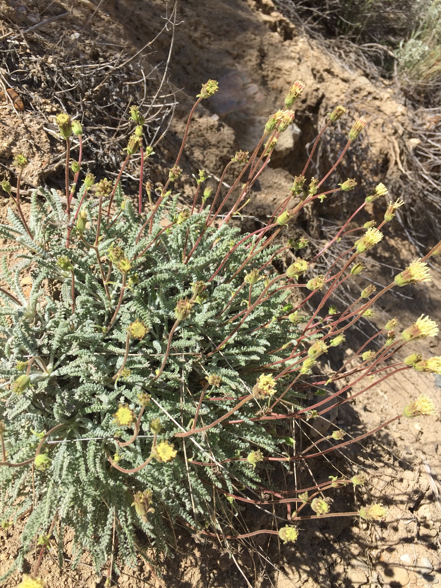 Chaenactis santolinoides