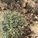 Chaenactis santolinoides - Photo (c) John Garrett, algunos derechos reservados (CC BY-NC), subido por John Garrett
