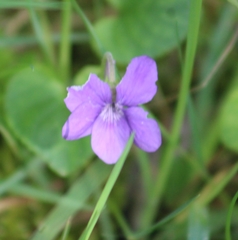 Viola riviniana