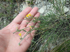 Genista humifusa