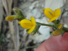 Genista humifusa