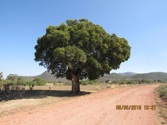 Ehretia latifolia
