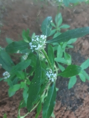 Spermacoce dasycephala