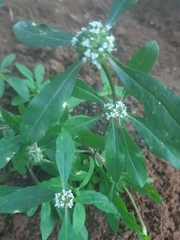 Spermacoce dasycephala