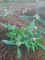 Spermacoce dasycephala