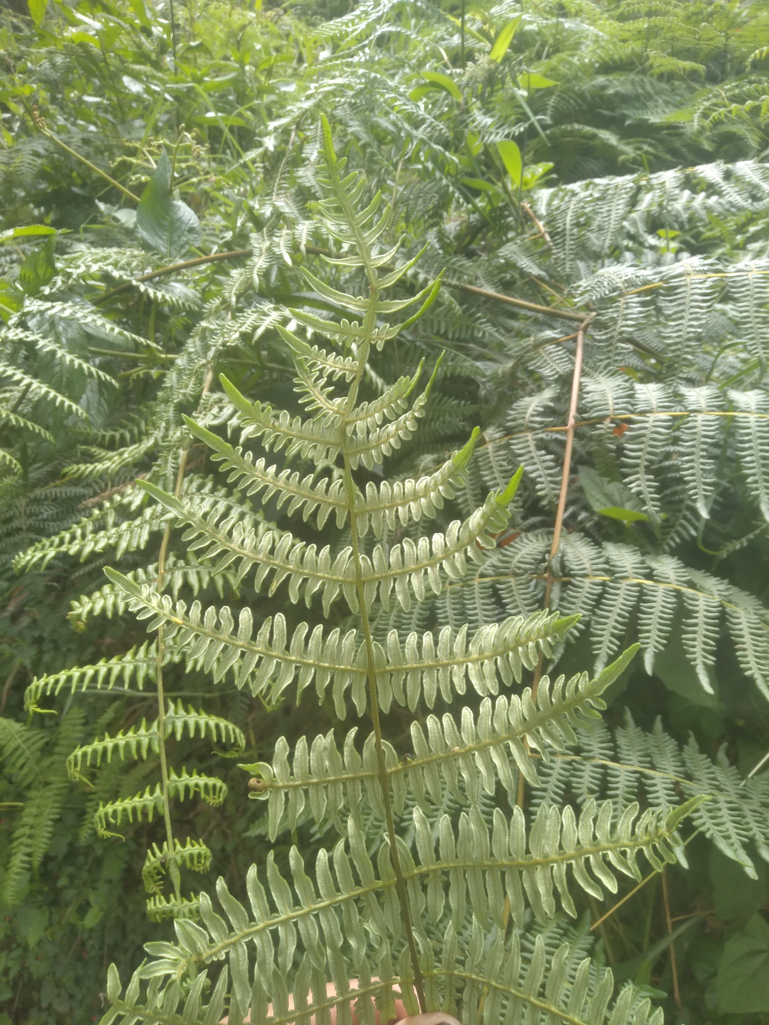 Pteridium image