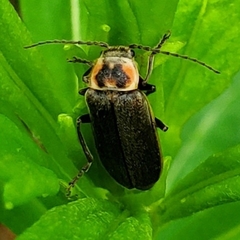 Atalantycha dentigera